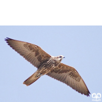 گونه بالابان Saker Falcon